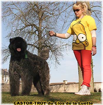 bouvier des flandres du clos de la luette - copyright déposé